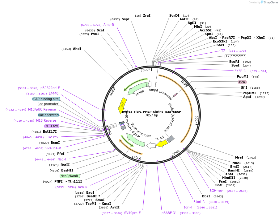169557-plasmid-map-sequence-id-365001