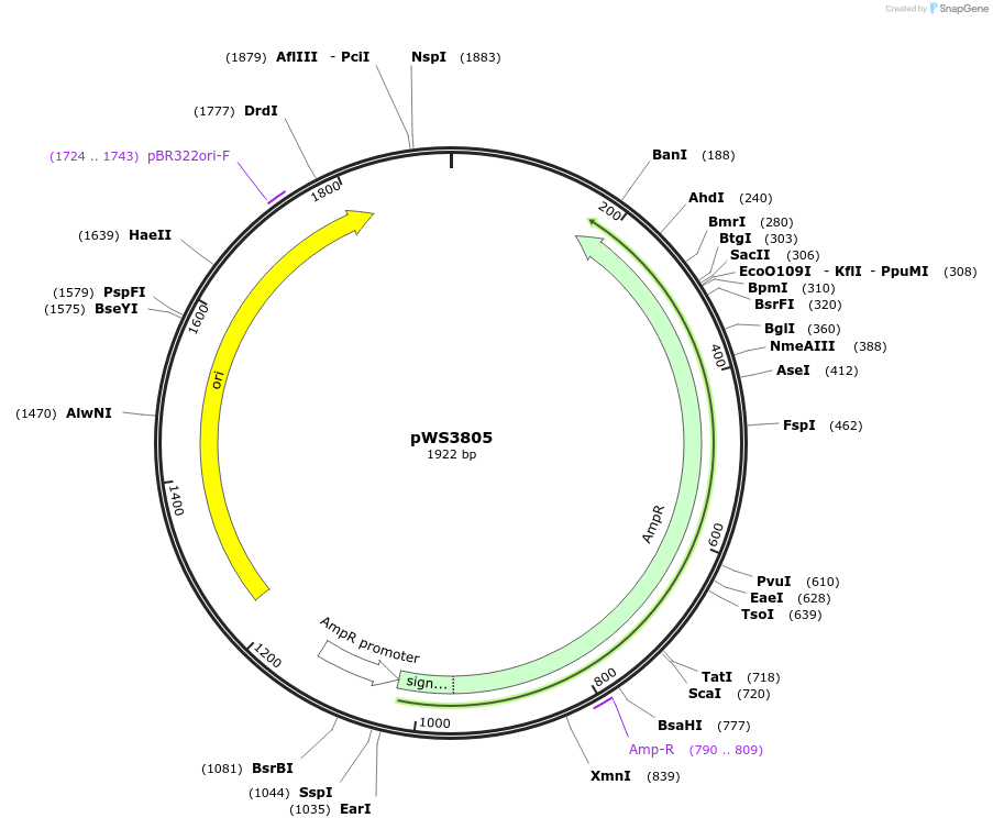 185746-plasmid-map-sequence-id-365002