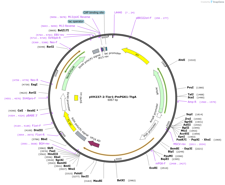 169584-plasmid-map-sequence-id-365003