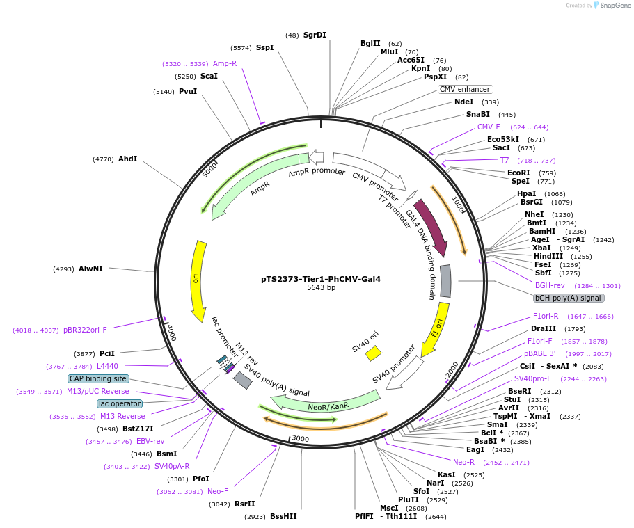169581-plasmid-map-sequence-id-365004