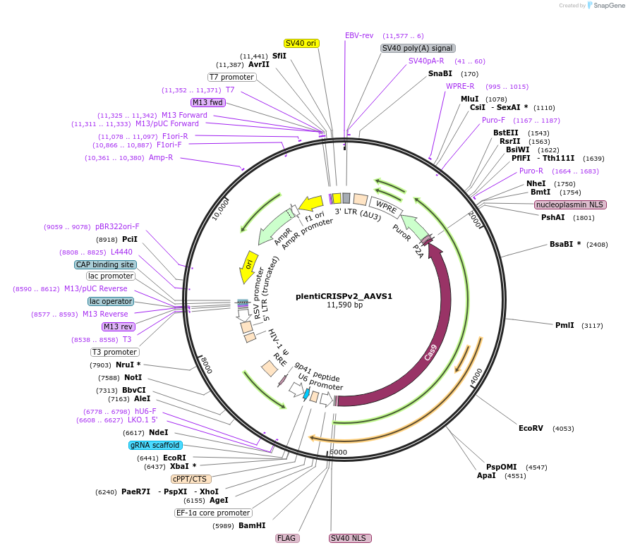 184487-plasmid-map-sequence-id-365005