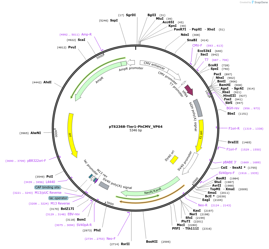 169569-plasmid-map-sequence-id-365009