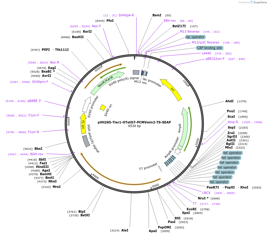 169588-plasmid-map-sequence-id-365011