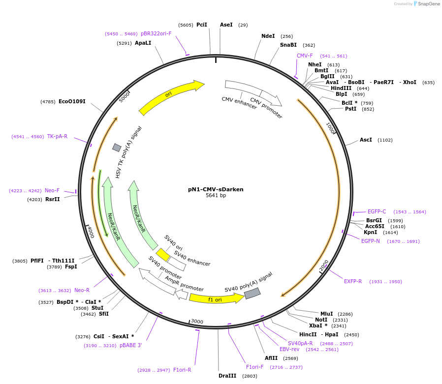 184799-plasmid-map-sequence-id-365037
