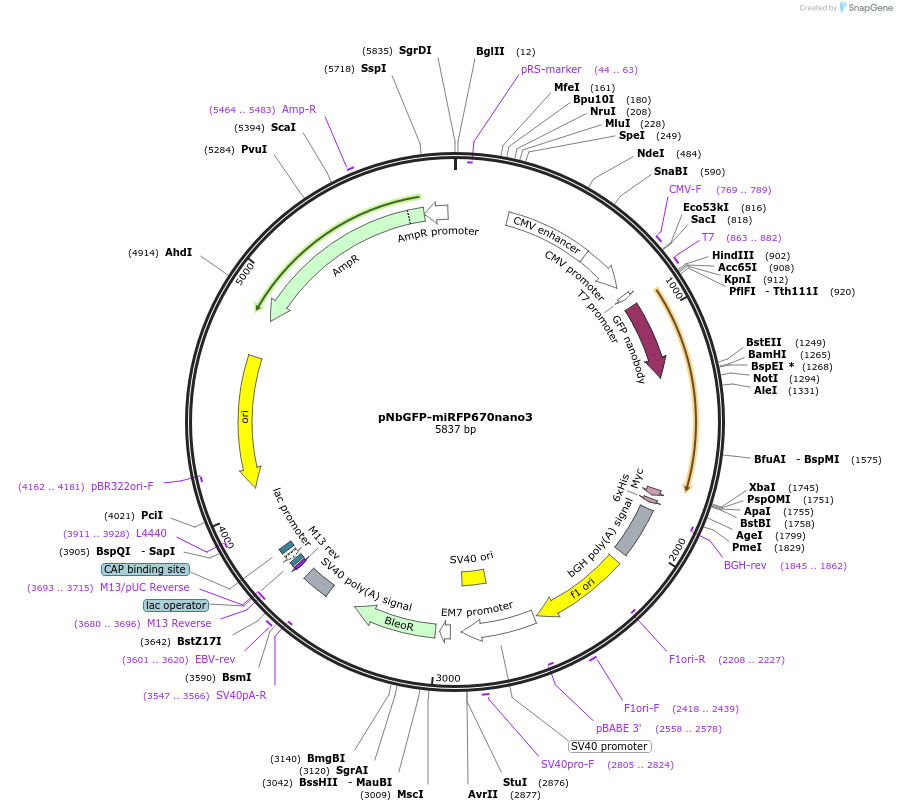 184687-plasmid-map-sequence-id-365040