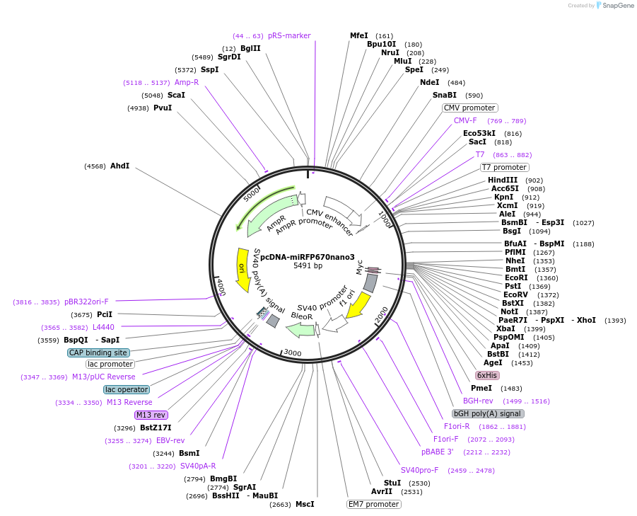 184664-plasmid-map-sequence-id-365041