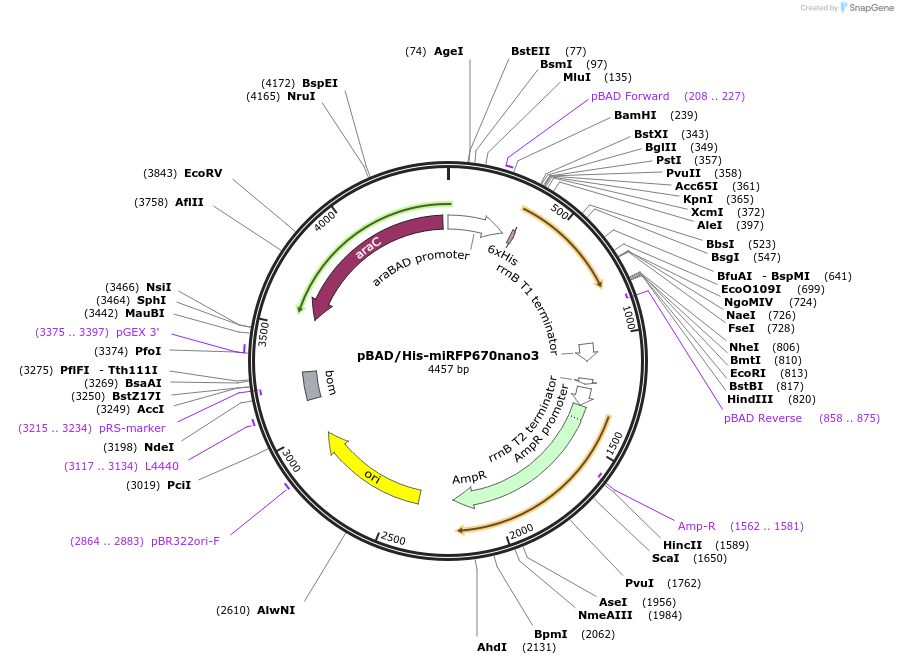 184663-plasmid-map-sequence-id-365044