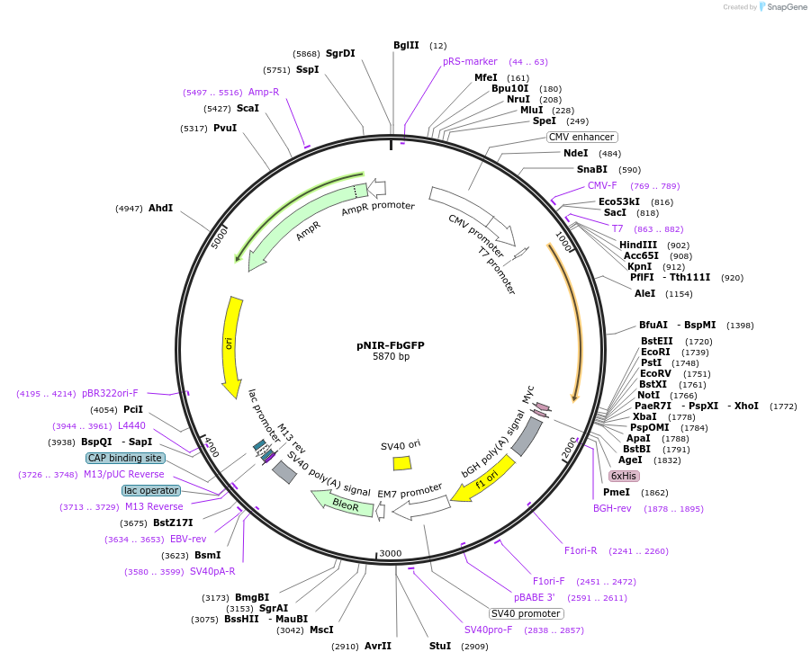184675-plasmid-map-sequence-id-365048