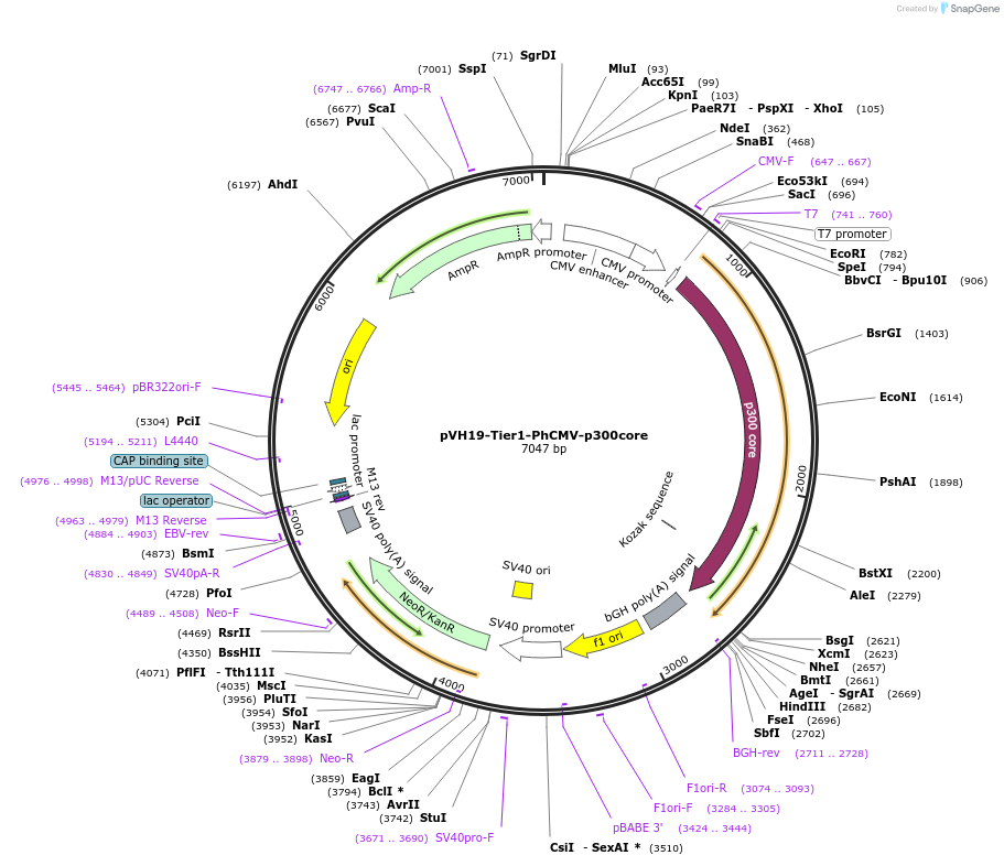 169572-plasmid-map-sequence-id-365219