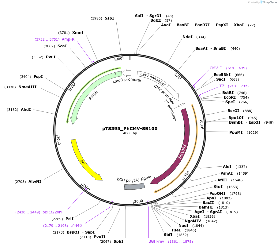 169633-plasmid-map-sequence-id-365222