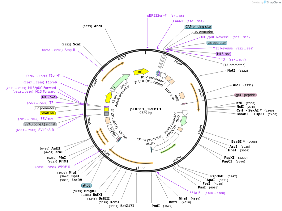 184538-plasmid-map-sequence-id-365302