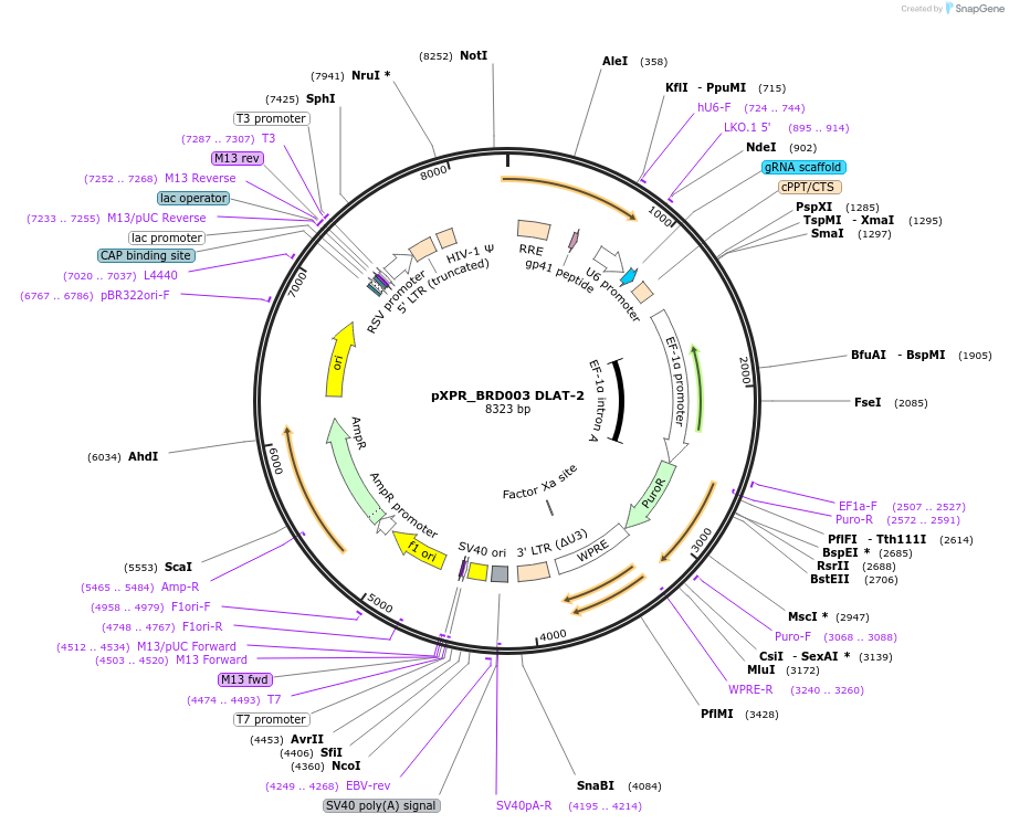 184485-plasmid-map-sequence-id-365305