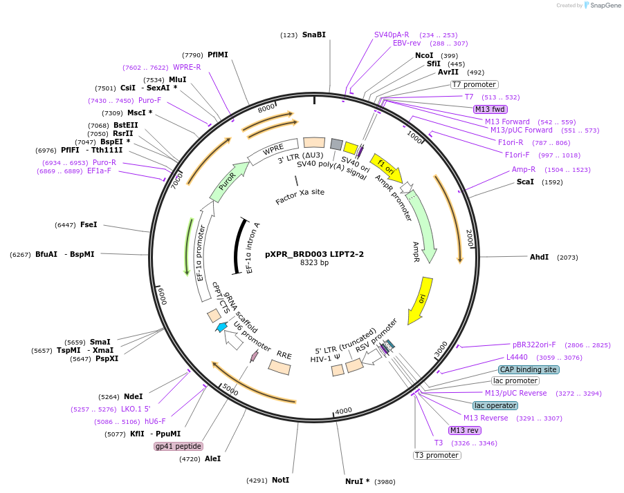 184483-plasmid-map-sequence-id-365311