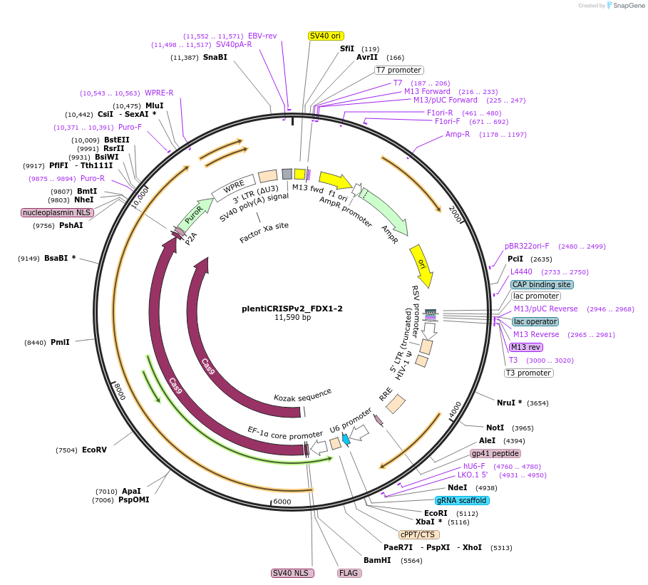184489-plasmid-map-sequence-id-365312