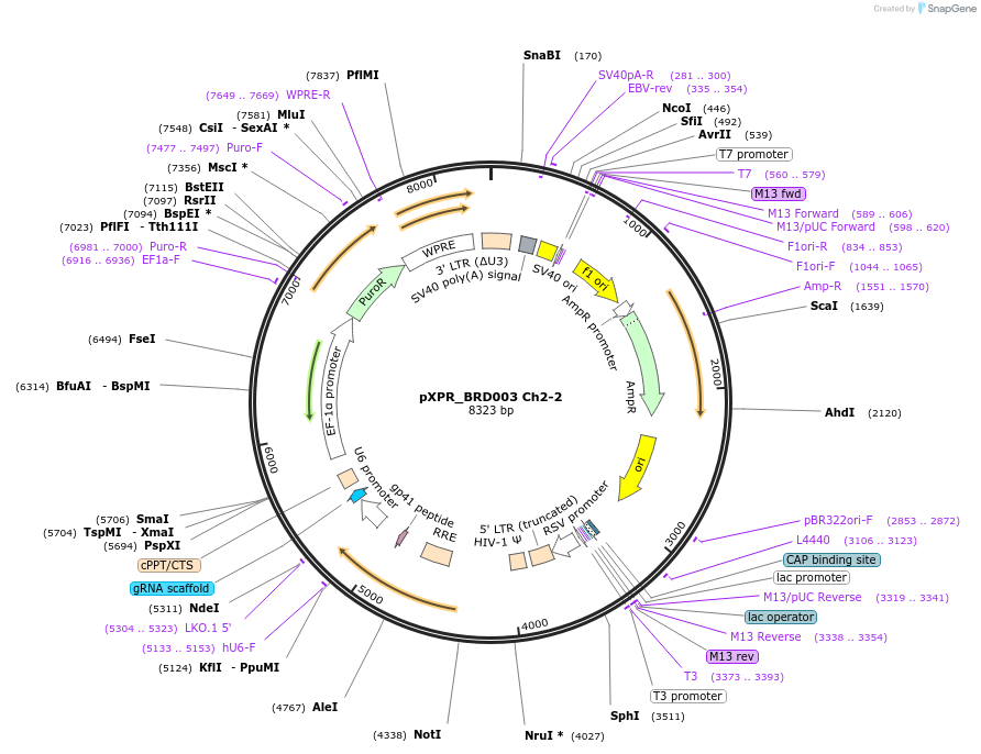 184486-plasmid-map-sequence-id-365313