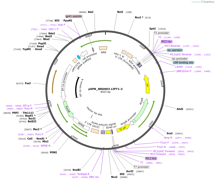 184481-plasmid-map-sequence-id-365315