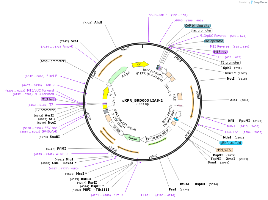 184479-plasmid-map-sequence-id-365316