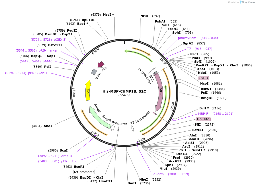 184803-plasmid-map-sequence-id-365323