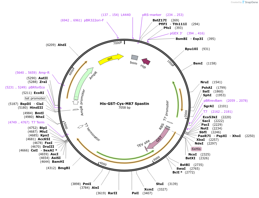 184804-plasmid-map-sequence-id-365324