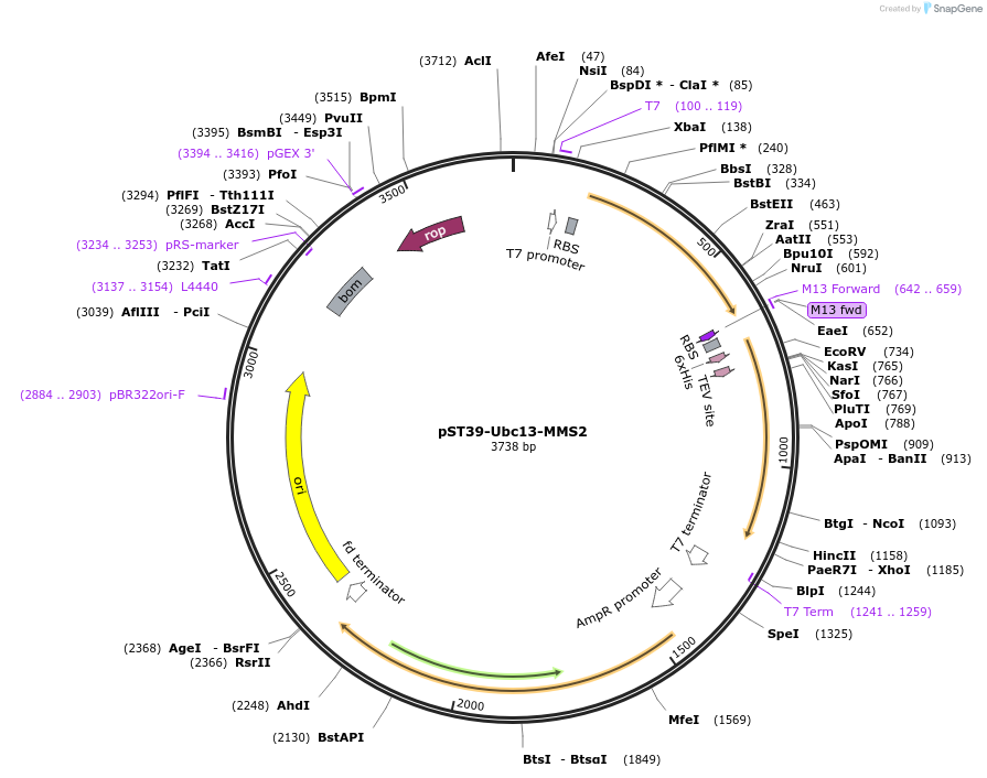 184807-plasmid-map-sequence-id-365326