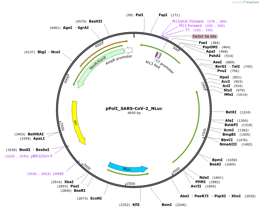 183953-plasmid-map-sequence-id-365335