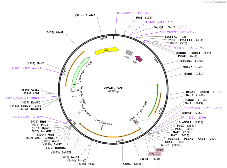 184806-plasmid-map-sequence-id-365338