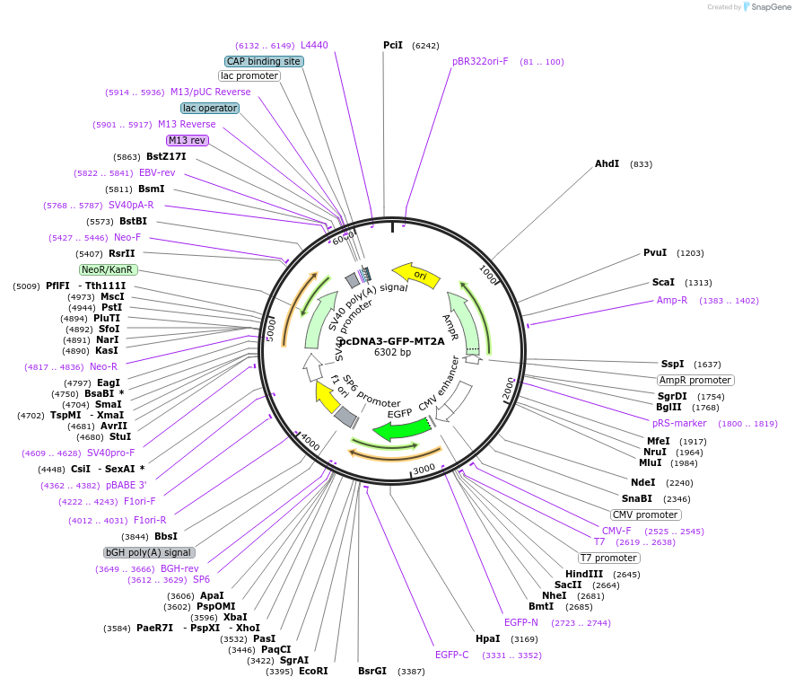 11613-plasmid-map-sequence-id-365342