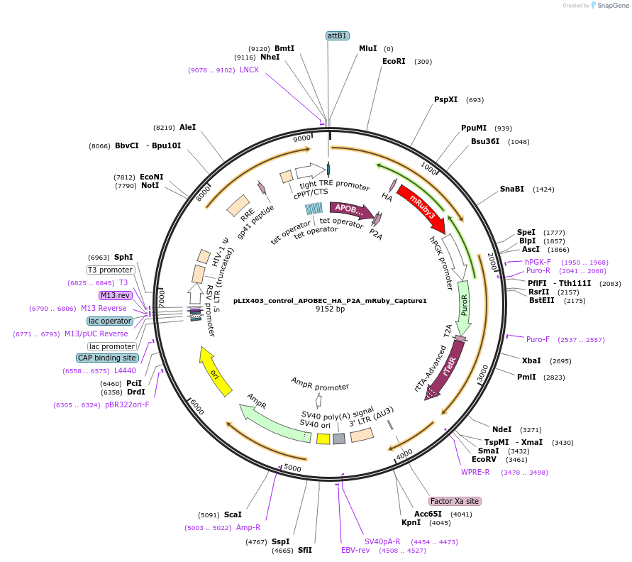 183951-plasmid-map-sequence-id-365343