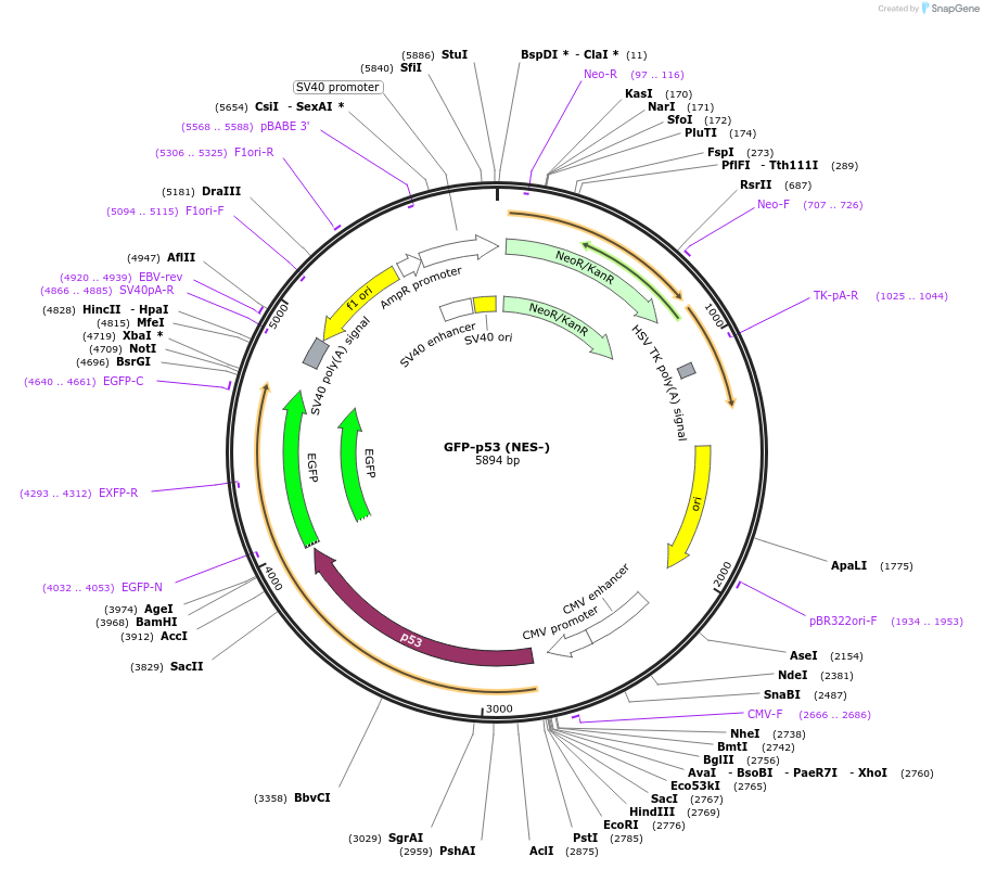 12092-plasmid-map-sequence-id-365348