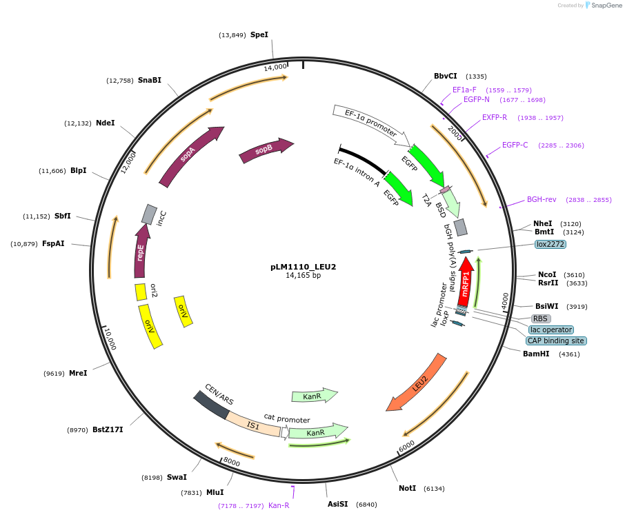 168460-plasmid-map-sequence-id-365349