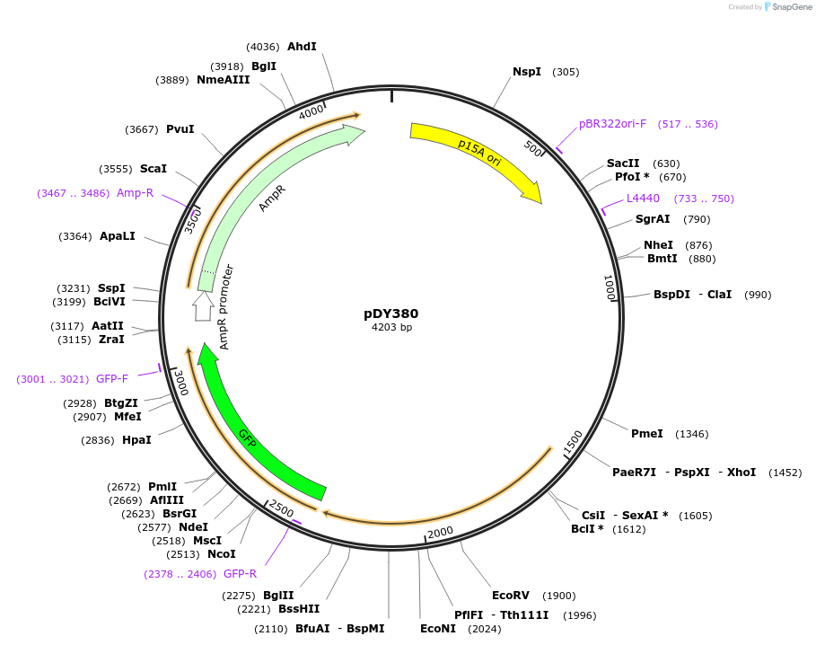 182962-plasmid-map-sequence-id-365358