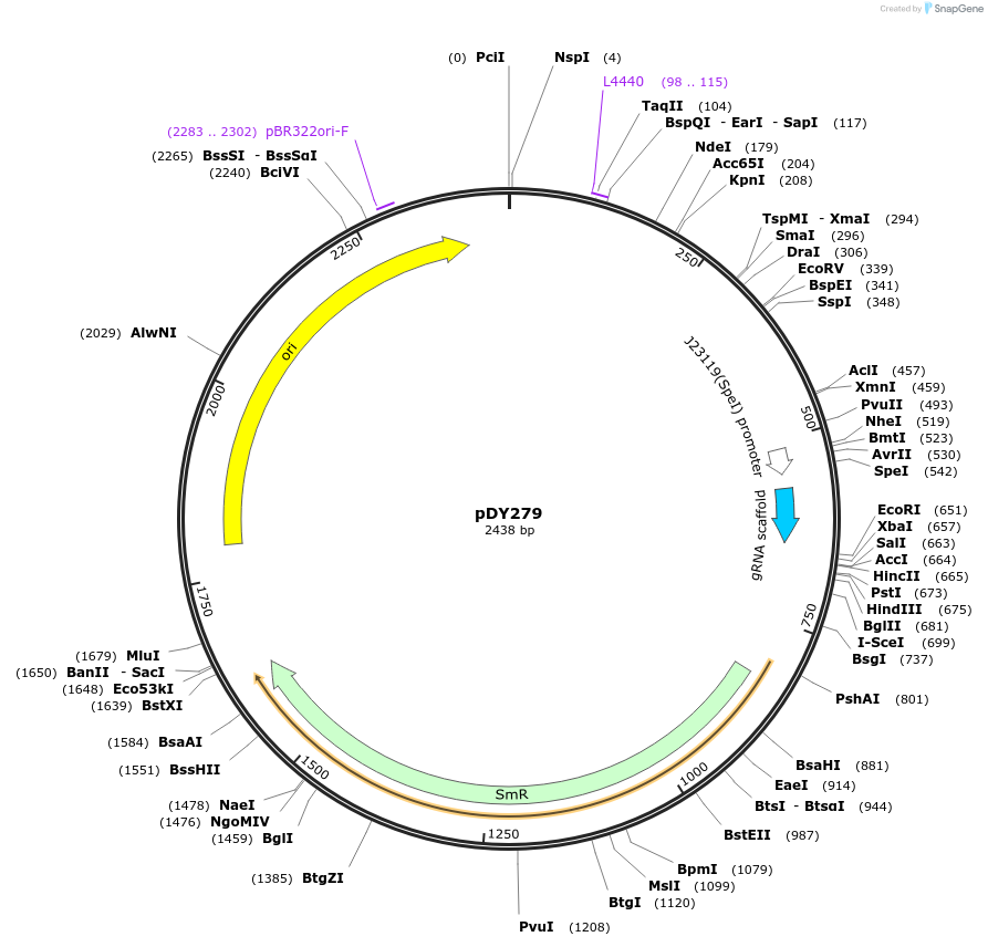 182959-plasmid-map-sequence-id-365361