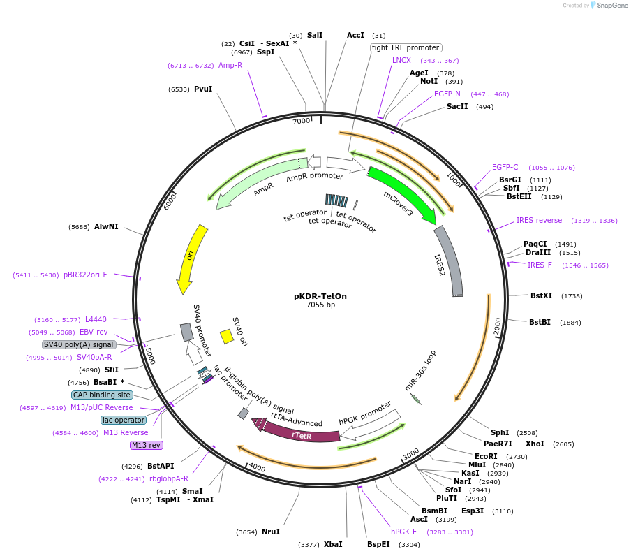 183577-plasmid-map-sequence-id-365363