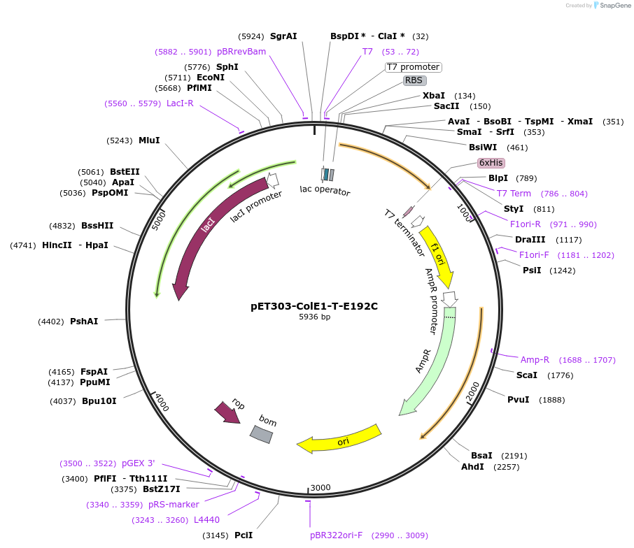 180233-plasmid-map-sequence-id-365364