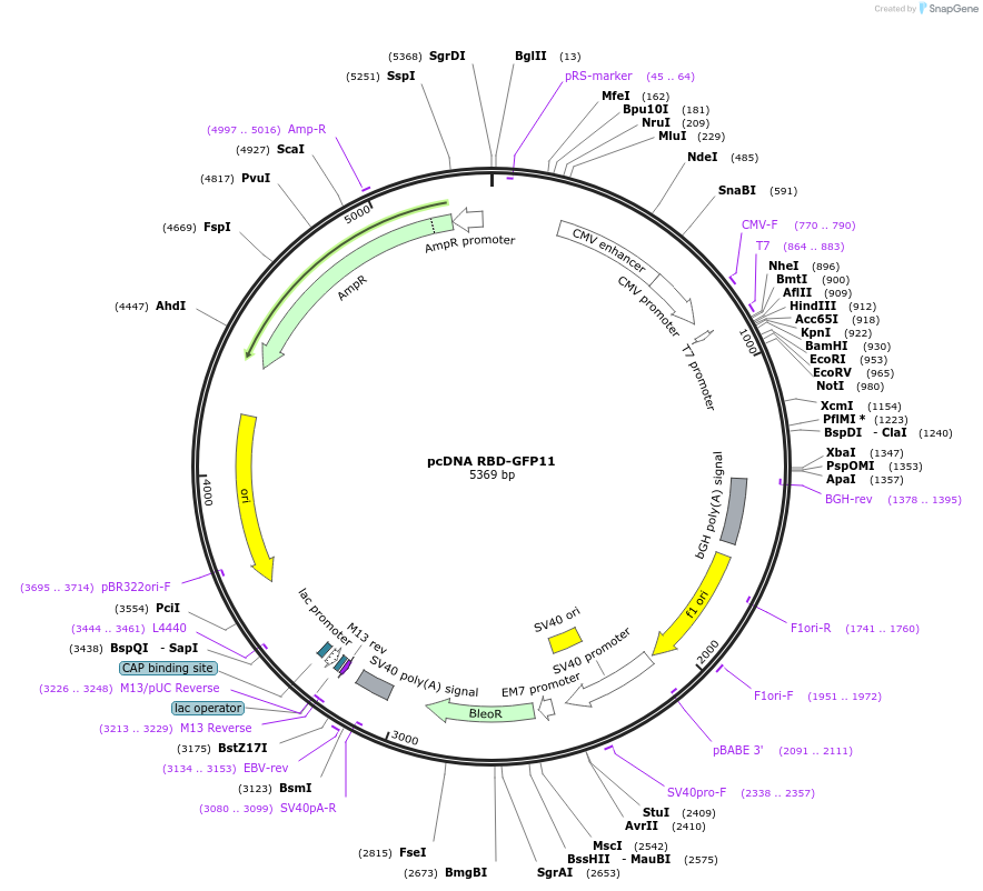 133069-plasmid-map-sequence-id-365368