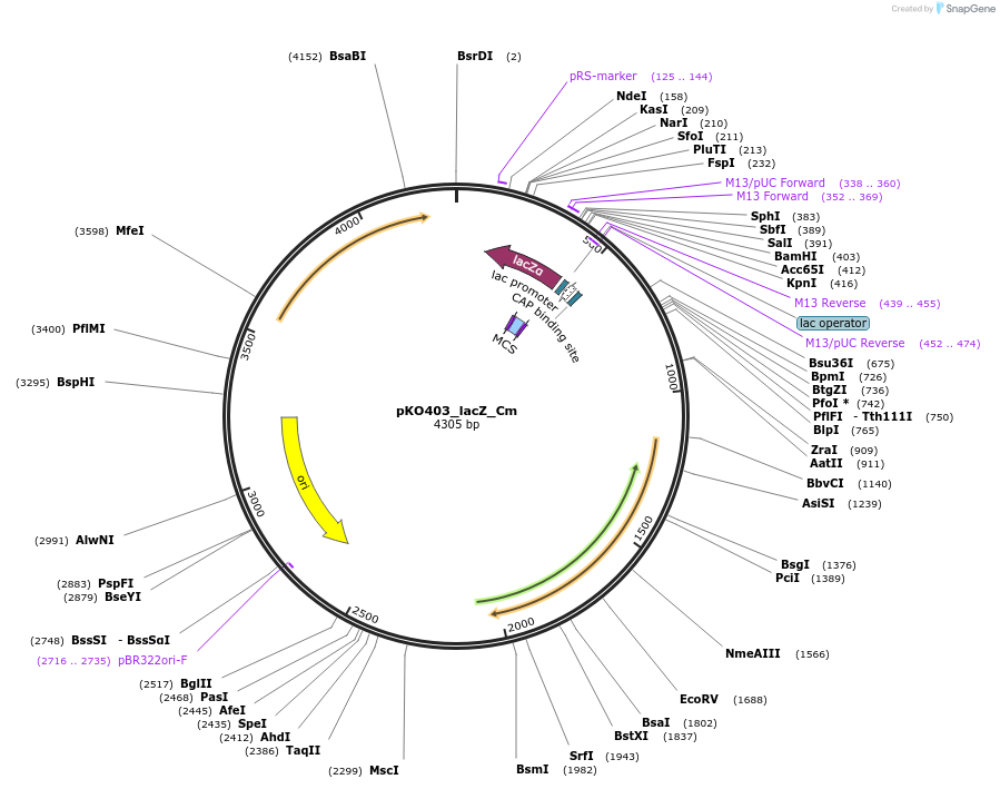 174725-plasmid-map-sequence-id-365369
