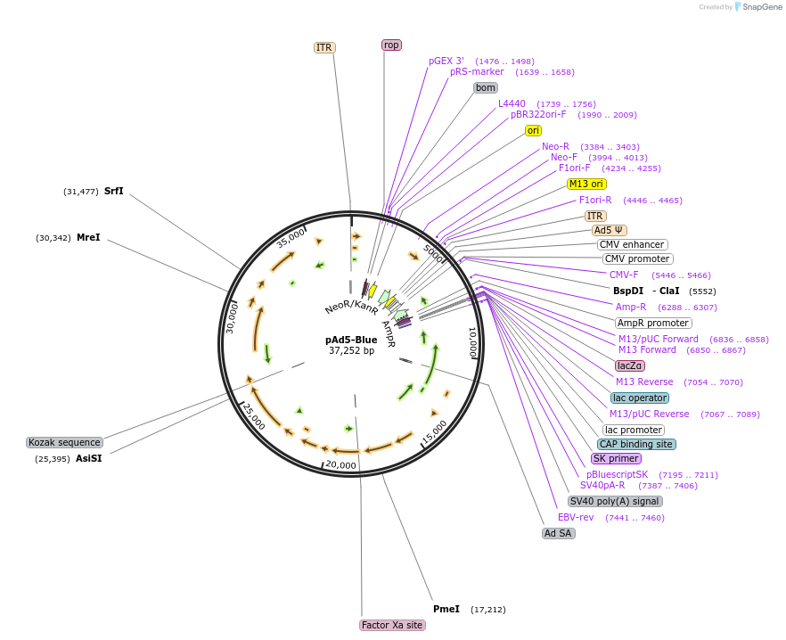 174431-plasmid-map-sequence-id-365370