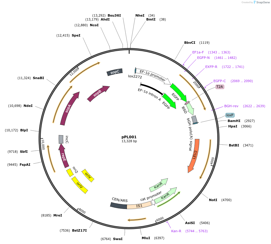 184750-plasmid-map-sequence-id-365374