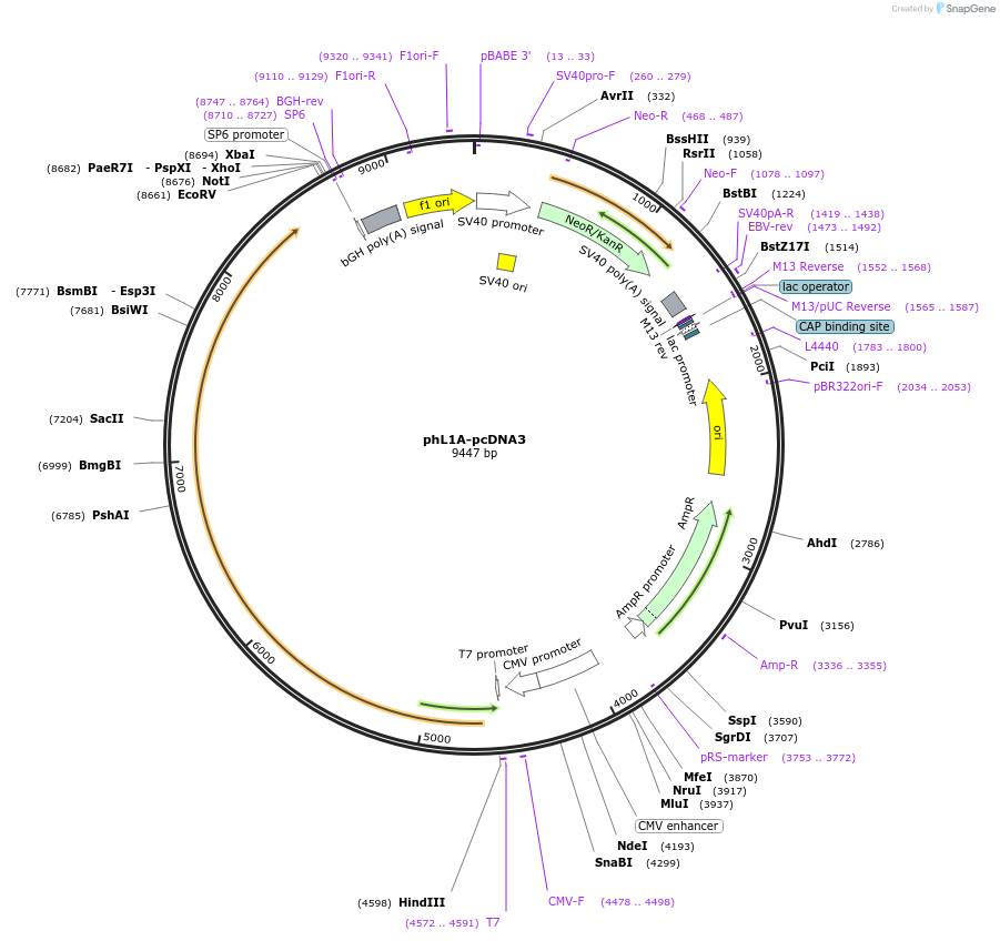 12307-plasmid-map-sequence-id-365379