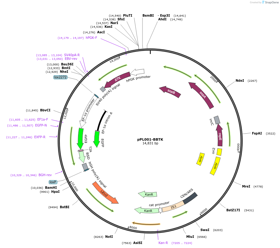 184751-plasmid-map-sequence-id-365380