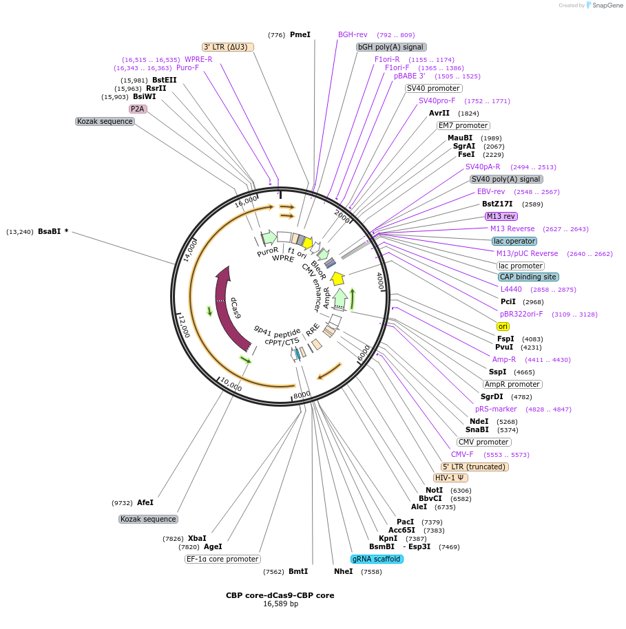 179560-plasmid-map-sequence-id-365385