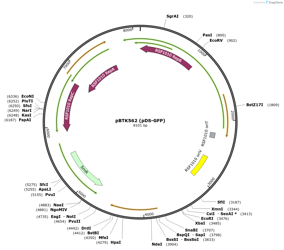 183129-plasmid-map-sequence-id-365391