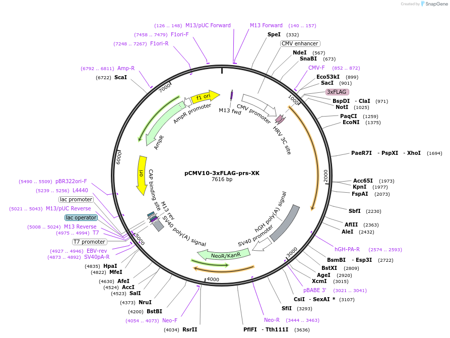 184369-plasmid-map-sequence-id-365403
