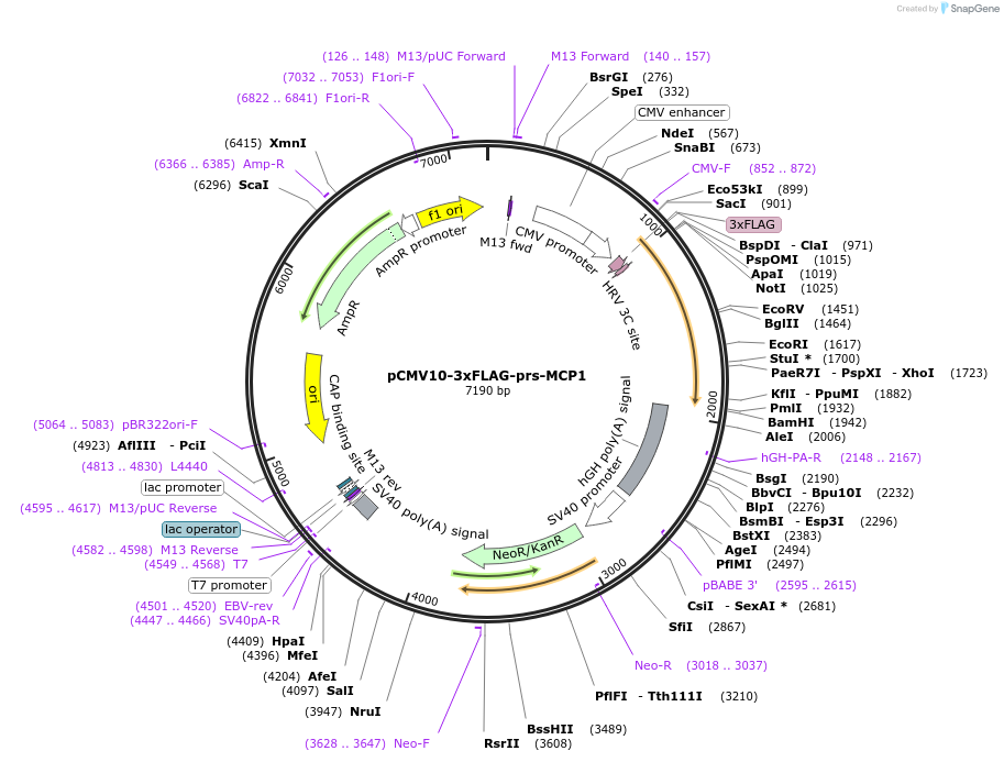 184341-plasmid-map-sequence-id-365404