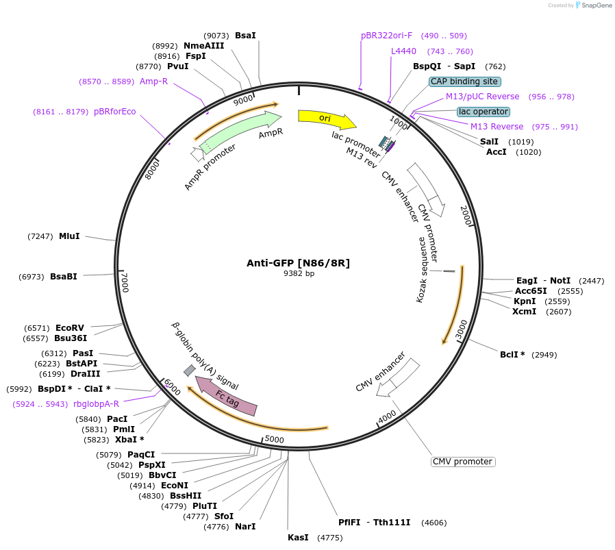 177572-plasmid-map-sequence-id-365430