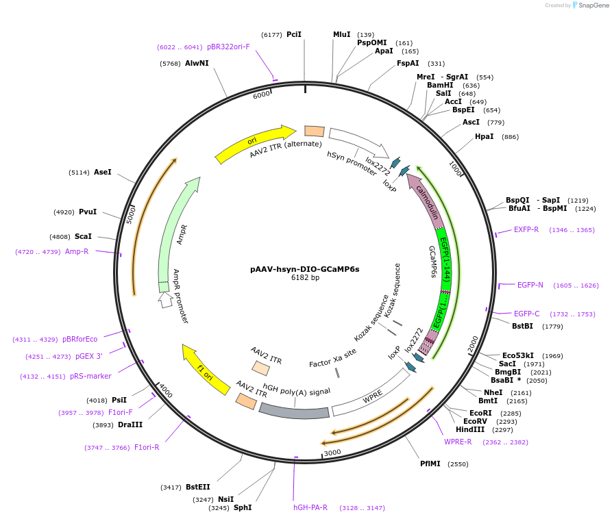 184284-plasmid-map-sequence-id-365461