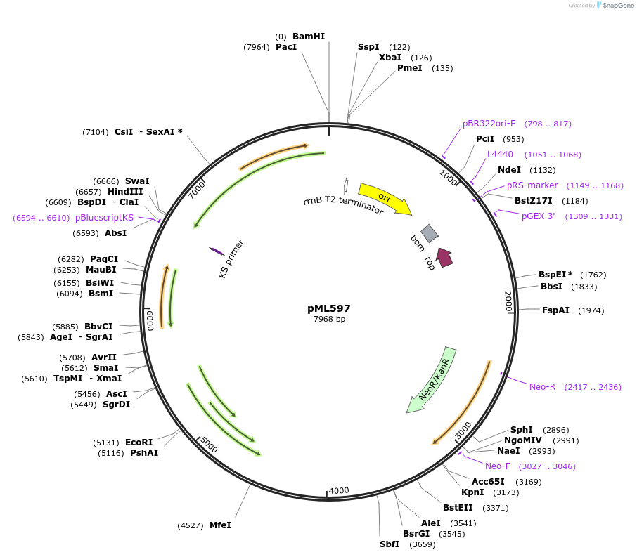 32235-plasmid-map-sequence-id-36551