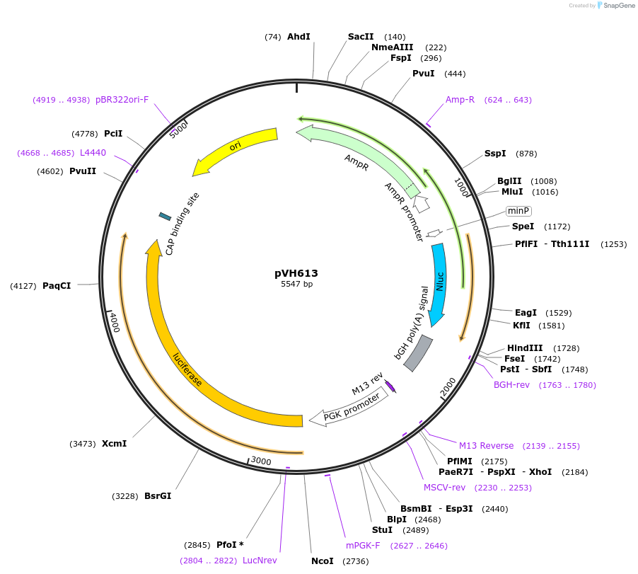 169602-plasmid-map-sequence-id-365597
