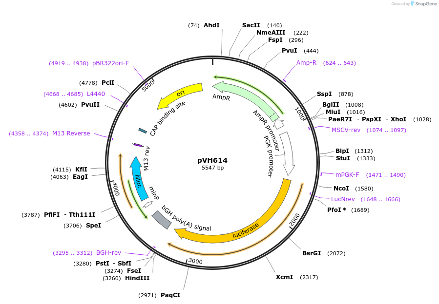 169603-plasmid-map-sequence-id-365599