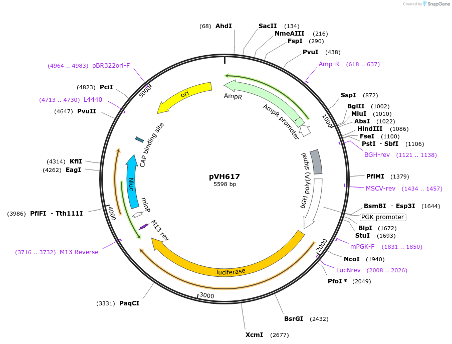 169606-plasmid-map-sequence-id-365600